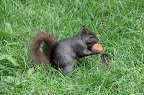 Squirrel got nuts!