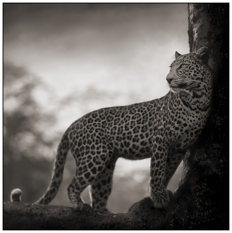 31 Leopard in Crook of Tree