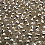 North Island - Gannet colony