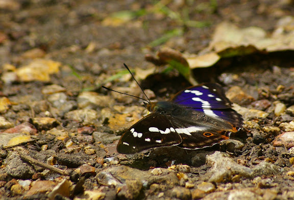 Apatura iris L., 1758, mâle. Les Hautes-Lisières (Rouvres, 28), 21 juin 2011. Photo : J.-M. Gayman