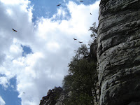 20 - Hawks.JPG Photo