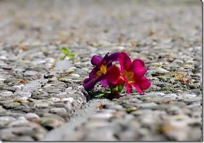Carapa _ (Carlos Antonio Paes): Flores que brotam nas calçadas e no meio-fio