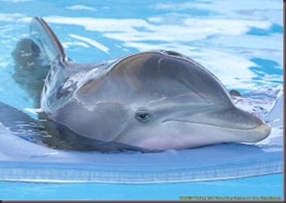 Amazing Animals Pictures Dolphin (6)