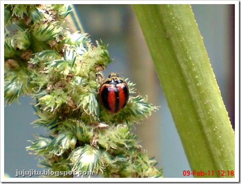 Kumbang Koksi_Stripped Ladybird_Micraspis lineata 2