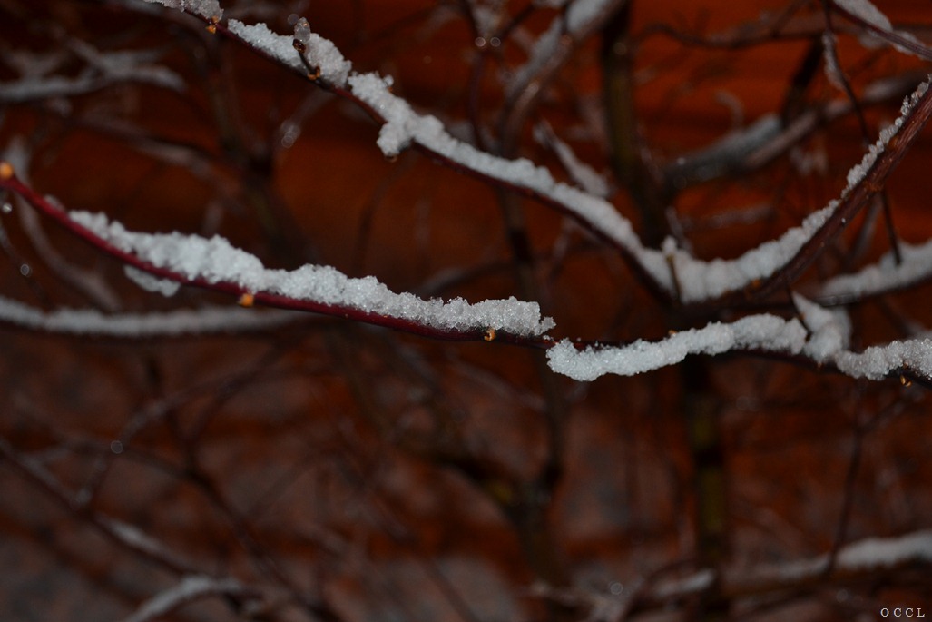 [DSC_2496%255B3%255D.jpg]