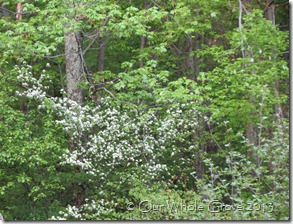 flowering hawthorne flowering hawthorne