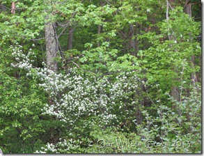 flowering hawthorne