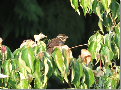 Female Black-headed Grosbeak