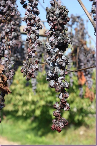 vigne ott 2012 (45) vigne ott 2012 (45)