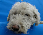 MILENKA
Ahora vive con nosotros, no le gusta caminar en la calle y es extra cariñosa.
NO ADOPTABLE