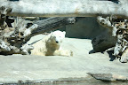 Polar bear, San Diego Zoo
