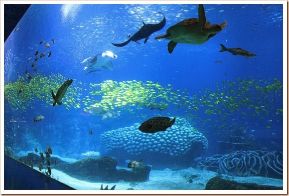 珠海橫琴長隆海洋王國_海洋奇觀_27