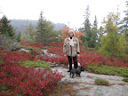 Here we are at a higher elevation.  Those red scrubby bushes are wild Maine blueberry with their autumn foiliage.  They seem to grow everywhere - even on these granite rocks!