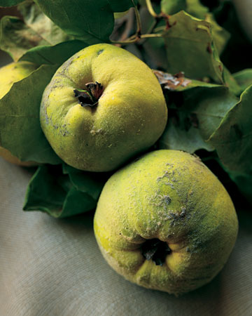 Quince is an unusual but seasonal fruit that makes a great dessert Quince is an unusual but seasonal fruit that makes a great dessert