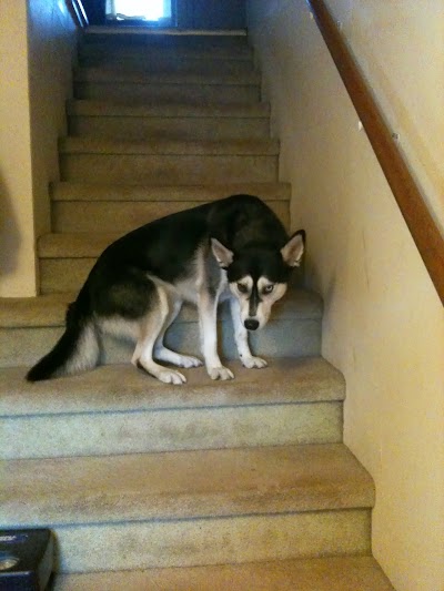 Disapproving Dog Disapproves photo.JPG