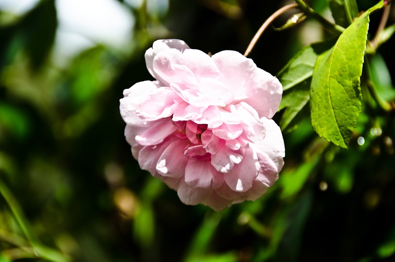 Flower at Trewithen garden
