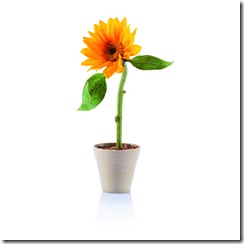 Floarea-soarelui-poza-t-D-n-floarea soarelui 400