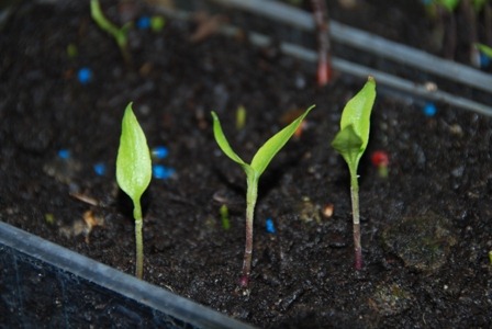 [DSC_0143%255B2%255D.jpg]