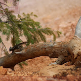 Mini esquilo!!! - Bryce Canyon NP - Hatch, UT