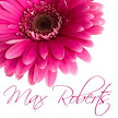 Hot Pink Gerbera - JPGS 6 Name place