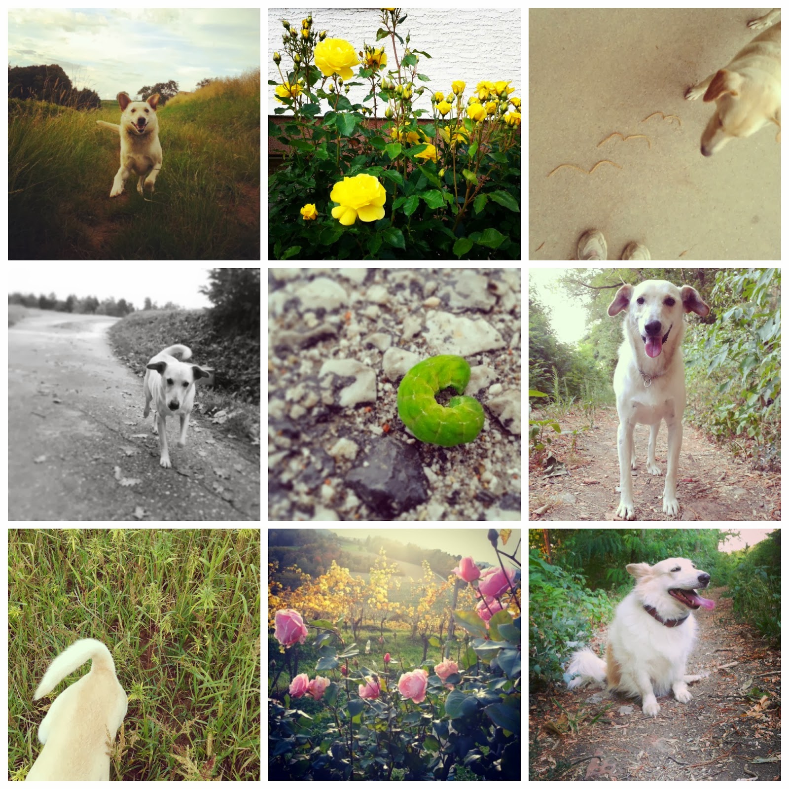 [365%2520walks%2520collage%2520%25286%2529%255B2%255D.jpg]