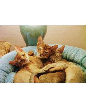 Ruby Slippers, O. Henry V, and Big Sky, Abyssinians from Royal Oak, Michigan. Ruby Slippers, O. Henry V, and Big Sky, Abyssinians from Royal Oak, Michigan.