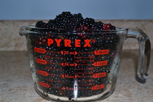 [fresh%2520blackberries%255B3%255D.jpg]