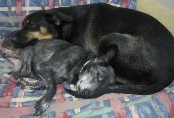 pupijorge pupijorge