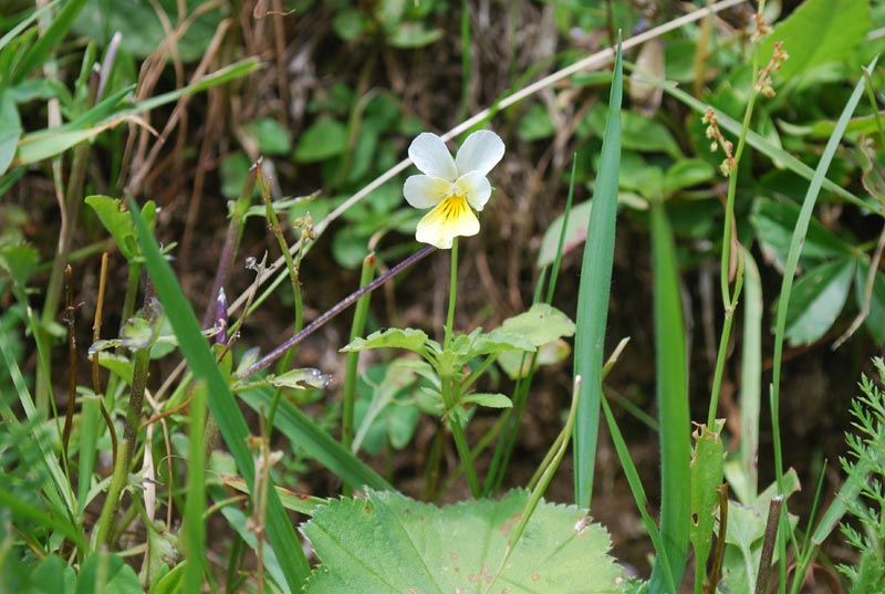 Valle_A._flora_04.jpg Valle A flora 04