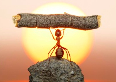 Coisas assustadoras sobre formigas
