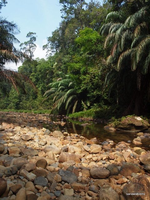 river_in_sarawak_07