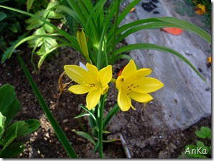 DSCF3850