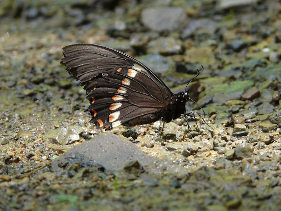 Papilio aristeus lenaeus DOUBLEDAY, 1846. Taipiplaya (alt. 850 m), Bolivie, 18 janvier 2008. Photo : J. F. Christensen