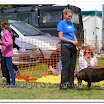 Pet Dogs 012.jpg