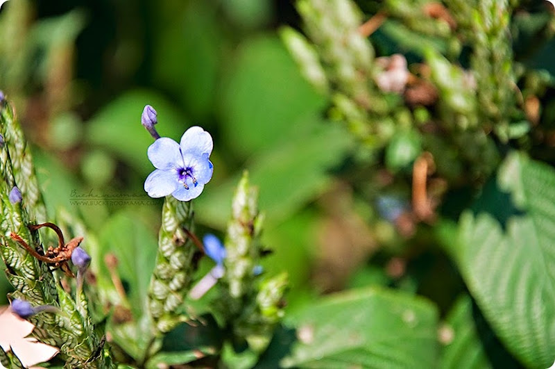 Little-blue-flower-(1) Little-blue-flower-(1)