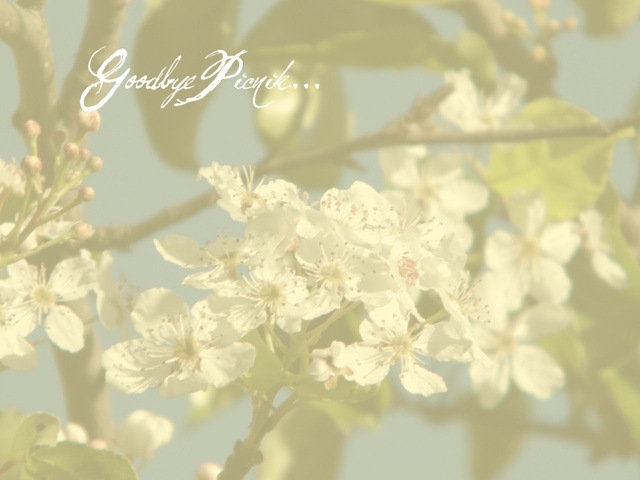 [White-Flowers-1-18.jpg]