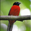 Scarlet-rumped Trogon male-02.jpg