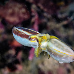 cuttlefish mating