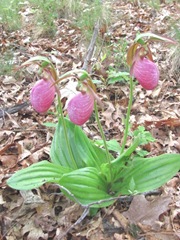 ladyslippers1