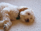 IMG_0007-6.JPG