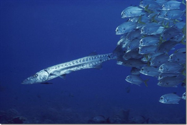 Fotos subaquáticas de David Doubilet (12)