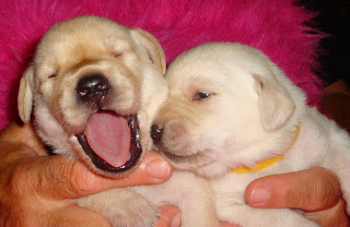 Precious and Innocent
Mr. Black and Miss Yellow
Shiner - Siskel litter