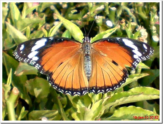 Kupu-kupu Danaid Eggfly atau Mimic (Hypolimnas misippus) betina