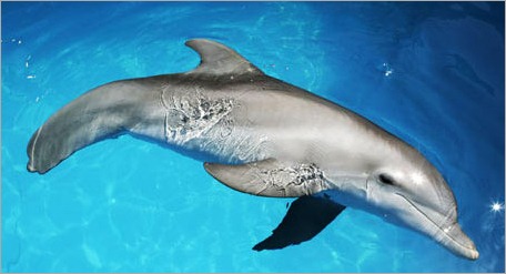 winter-delfin