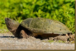 Common Snapping Turtle