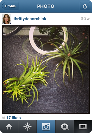 air plants