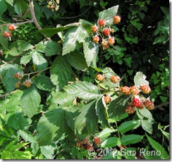 SueReno_WildBlackberries