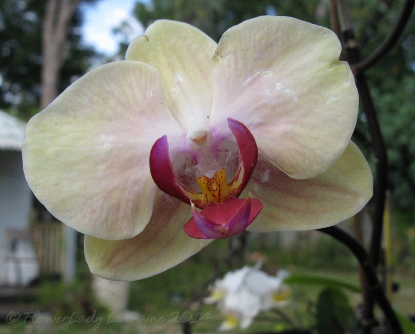 [04-29-unkn-orchid%255B2%255D.jpg]