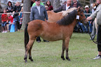 Catinka f 2009 e Timon u Aina e Furir
