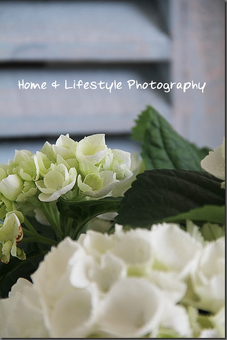 Home & Lifestyle Home & Lifestyle